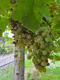 40240 21cafd32cff2