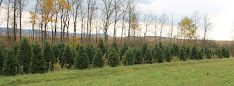 46612 5036e8d834c5