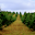 49000 9960004ab916